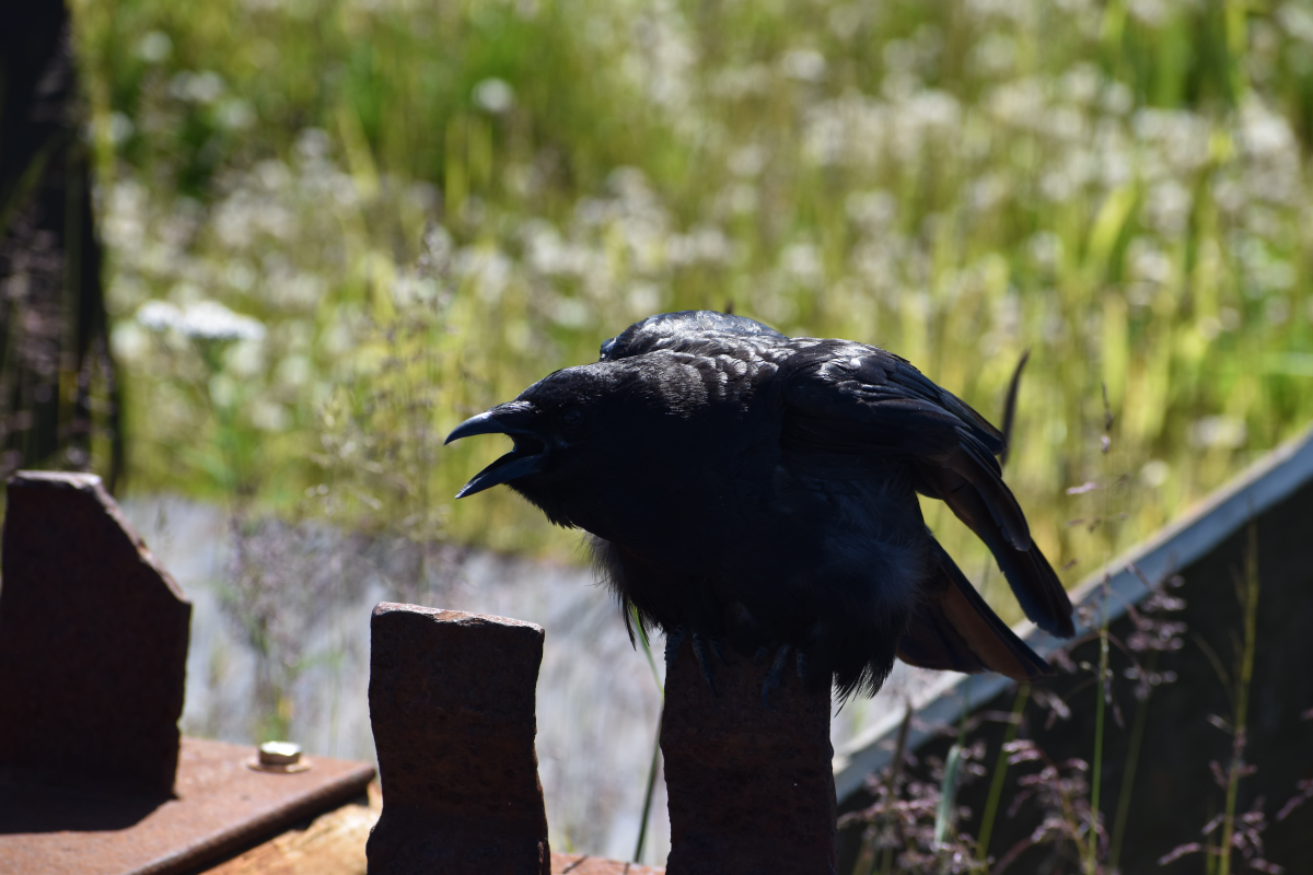 Raven