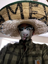 me mexican sheep